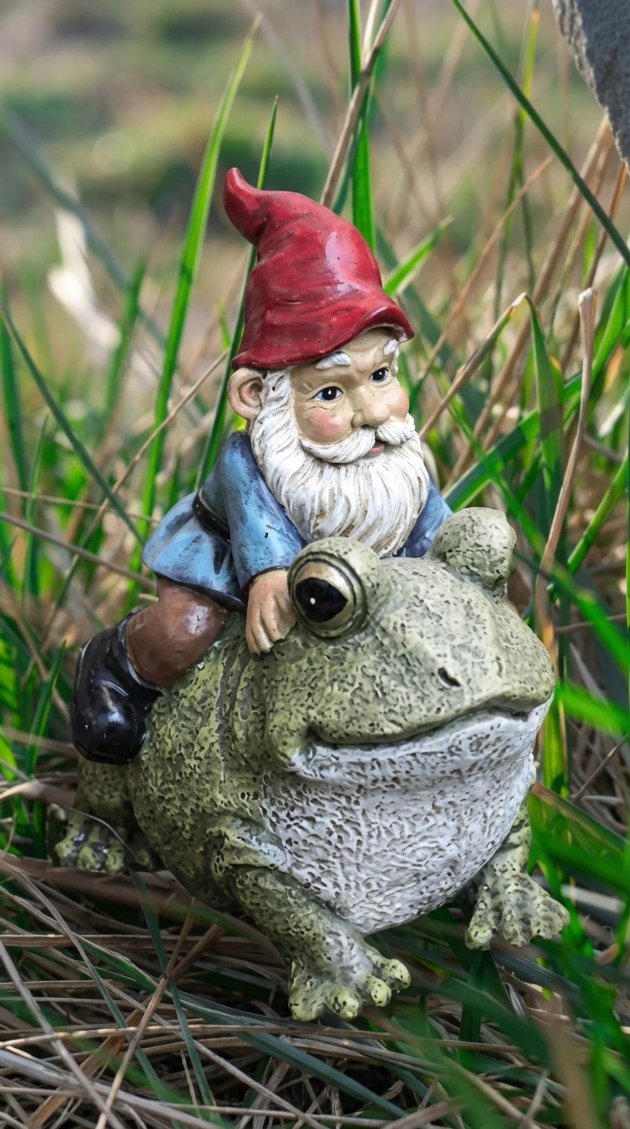 Resin gnome riding frog garden statue, red hat and blue jacket gnome seated on large green frog, 6 inches tall, garden border setting