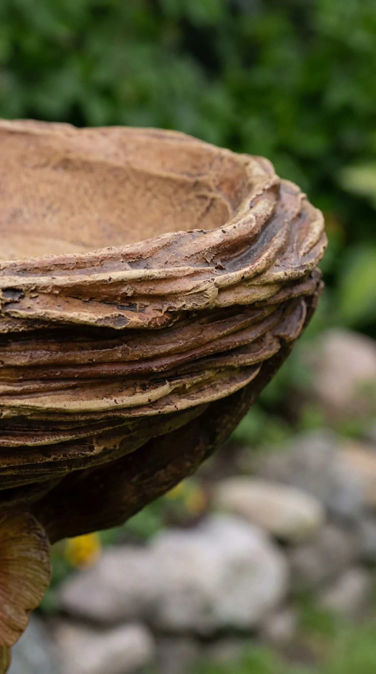 Close-up of a textured brown shell with a blurred natural background
